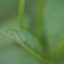 DSC00914