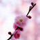 花 梅