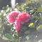 これば椿ですか、山茶花？