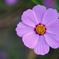 秋桜