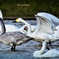 Swans in Shinjiko 2025 - 10