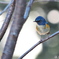 瑠璃色の鳥