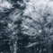 ❄︎.*  蒼雪の世界 Ⅱ  ❄︎.*