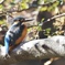 久々の野鳥撮影