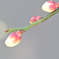早春の蕾