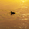 RINKU Sunset_2025039
