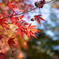 紅葉