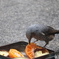 盗撮７　食事中