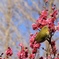 春、置いておきます