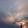 夕暮れの白鳥