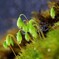 苔の世界 ２５－８（ハリガネゴケ）