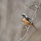 bird君