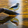 reflection