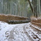 少し雪景色の竹林 #2