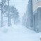 雪国③
