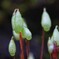 苔の世界 ２５－１０（胞子）