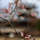 池田城址公園の十月桜