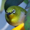 庭のメジロ