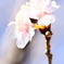 河津桜咲き始め