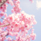 土肥桜