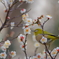メジロ　　IMG-250211