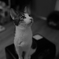 保護猫ハウスの猫１