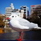 鳥さん