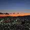 東京スカイツリー