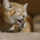 ねこ