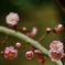 紅梅が咲いていた日。