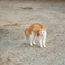 やんのかコラ