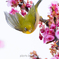 花鳥１