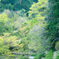 渓谷の古橋