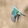 カワセミの飛翔