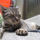 猫写