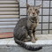 猫写