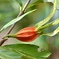 クチナシの花の〜