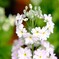 早春の草花展