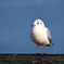 ユリカモメ 1