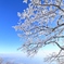 霧氷