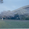 浦安運動公園桜