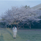 桜と嫁