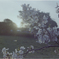日暮の桜