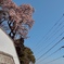 梅の坂