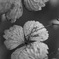 冬紫陽花明暗 2