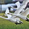 Swans in Shinjiko 2025 - 12