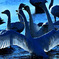 Swans in Shinjiko 2025 - 13