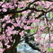 川ベリの桜