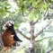 木登りレッサーパンダINズーラシア動物園