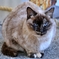 大阪の猫はガンを飛ばす。